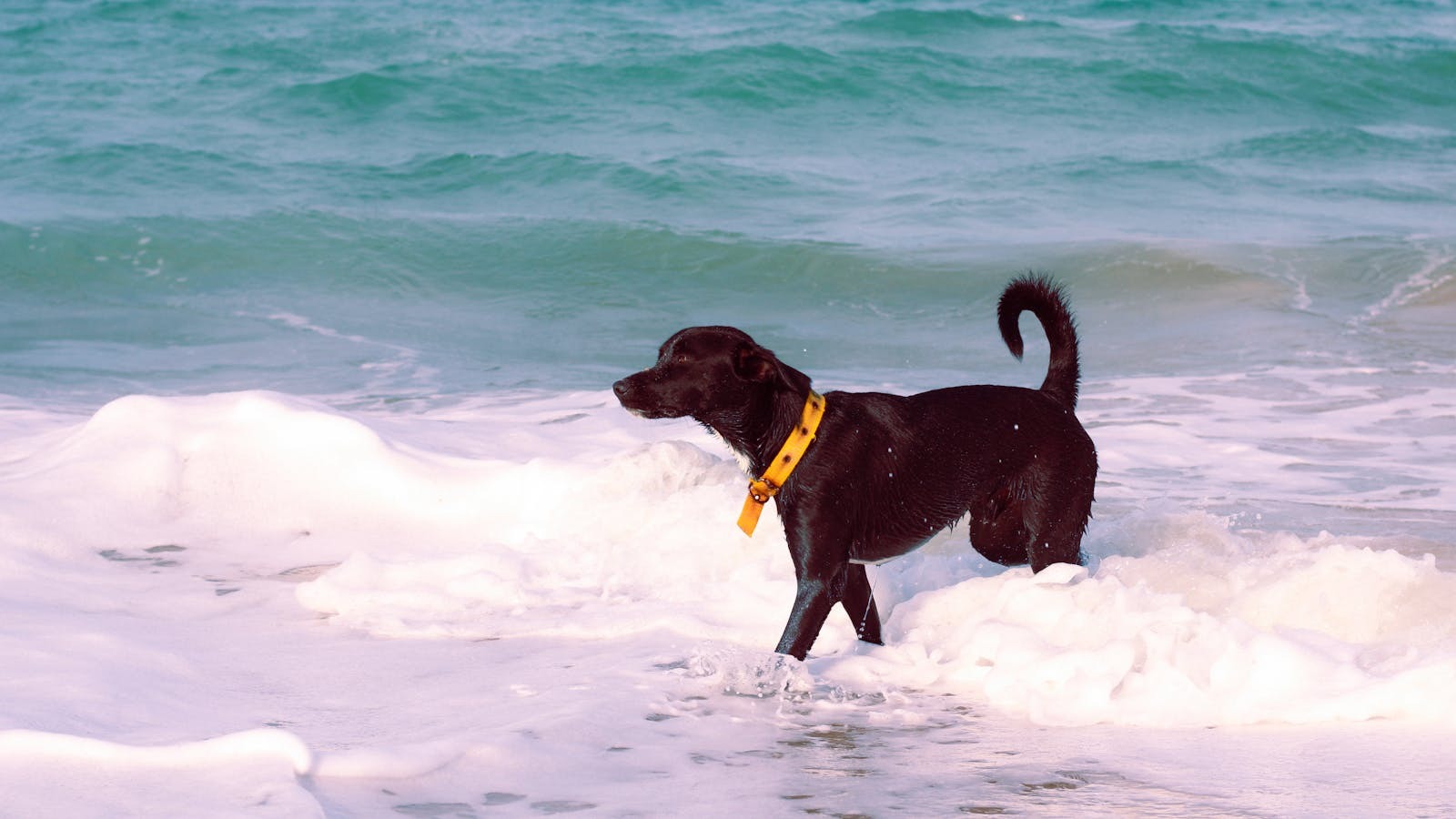 Chien jouant dans les vagues sur une plage de l'île de Ré